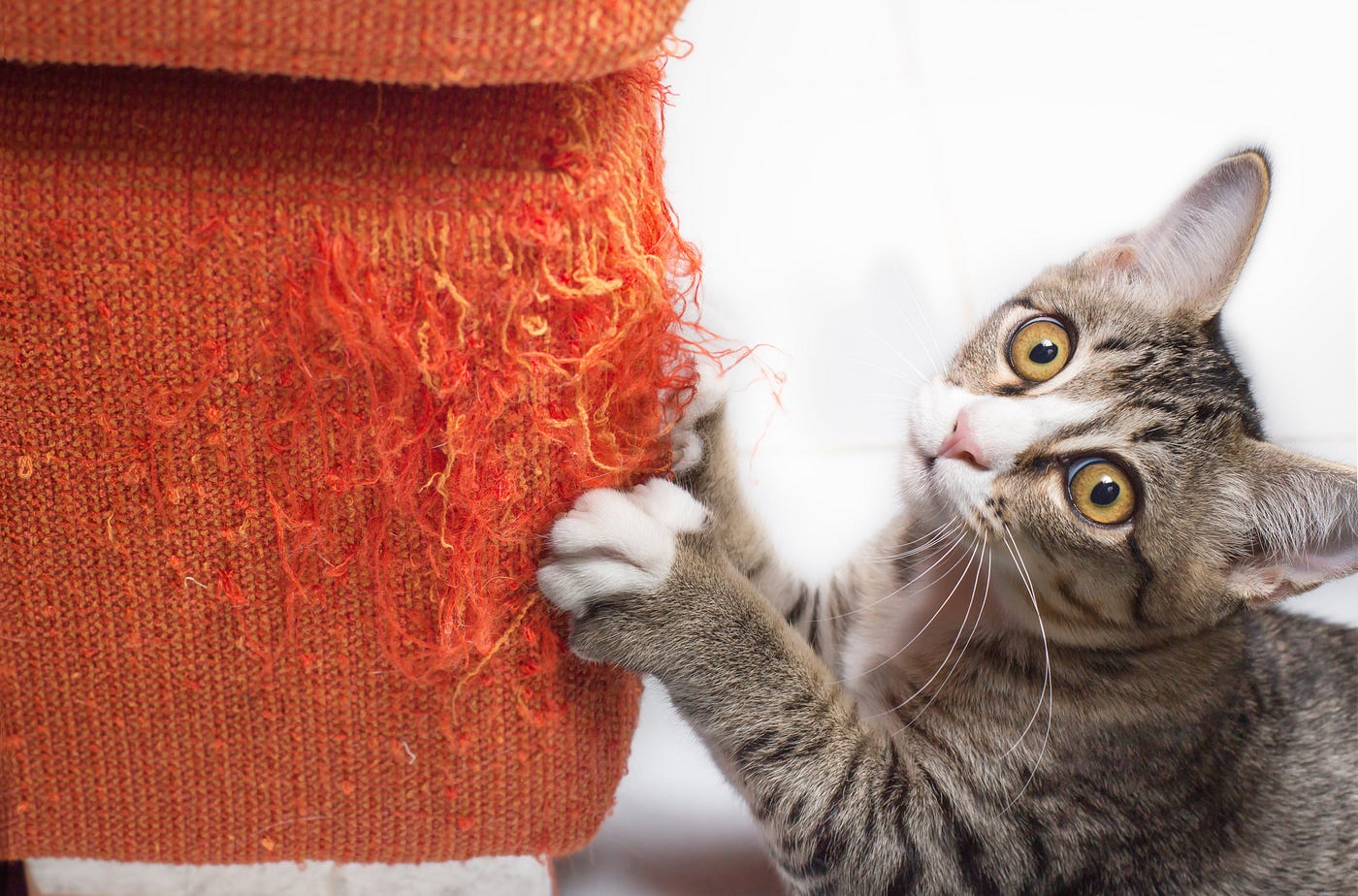 Cat scratching sofa