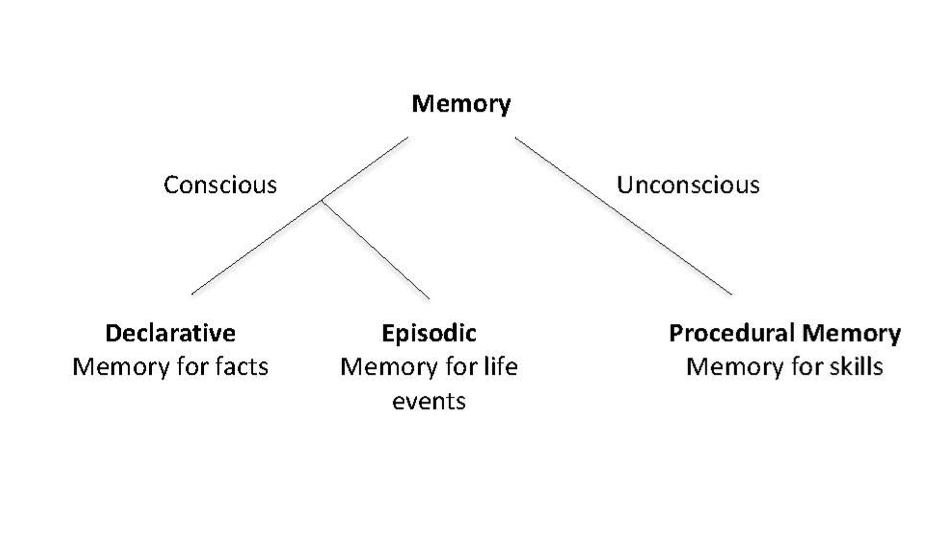 The amazing phenomenon of muscle memory | by Oxford University | Oxford ...