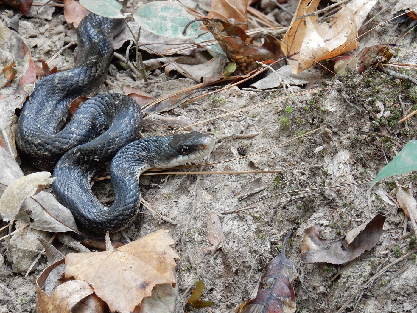 Most of What You've Heard About Snakes is Nonsense (Snake Myths & FAQs) |  by Micha Petty | The Natural World | Medium