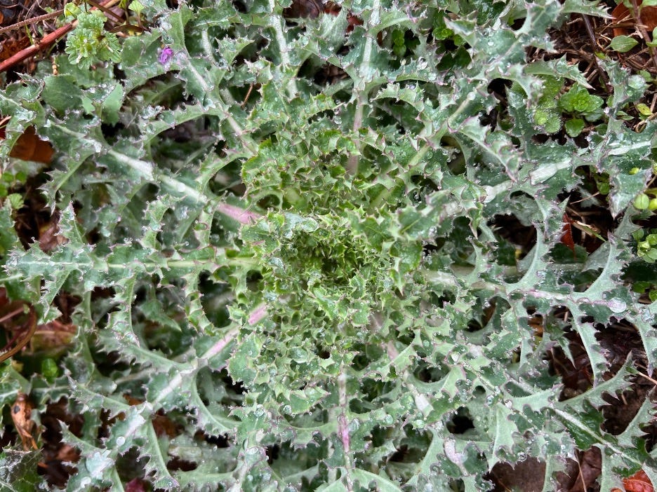 Home Is Where The Weeds Grow Two. B. J. Thomas is doing Raindrops Keep