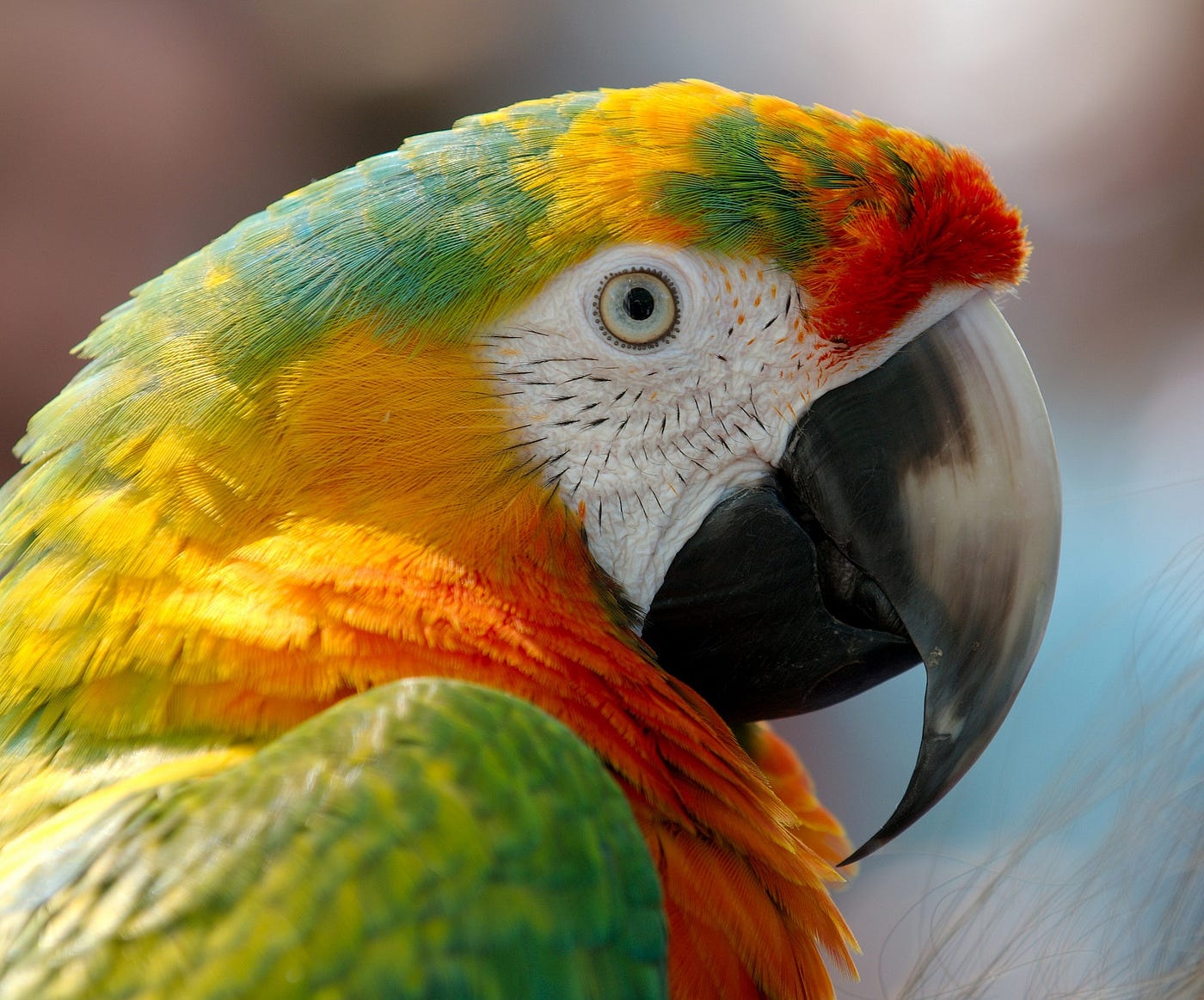 A photo of a macaw, close up on its face in profile.