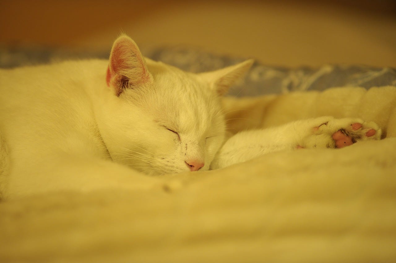 A sleeping white cat; king of power nappers.