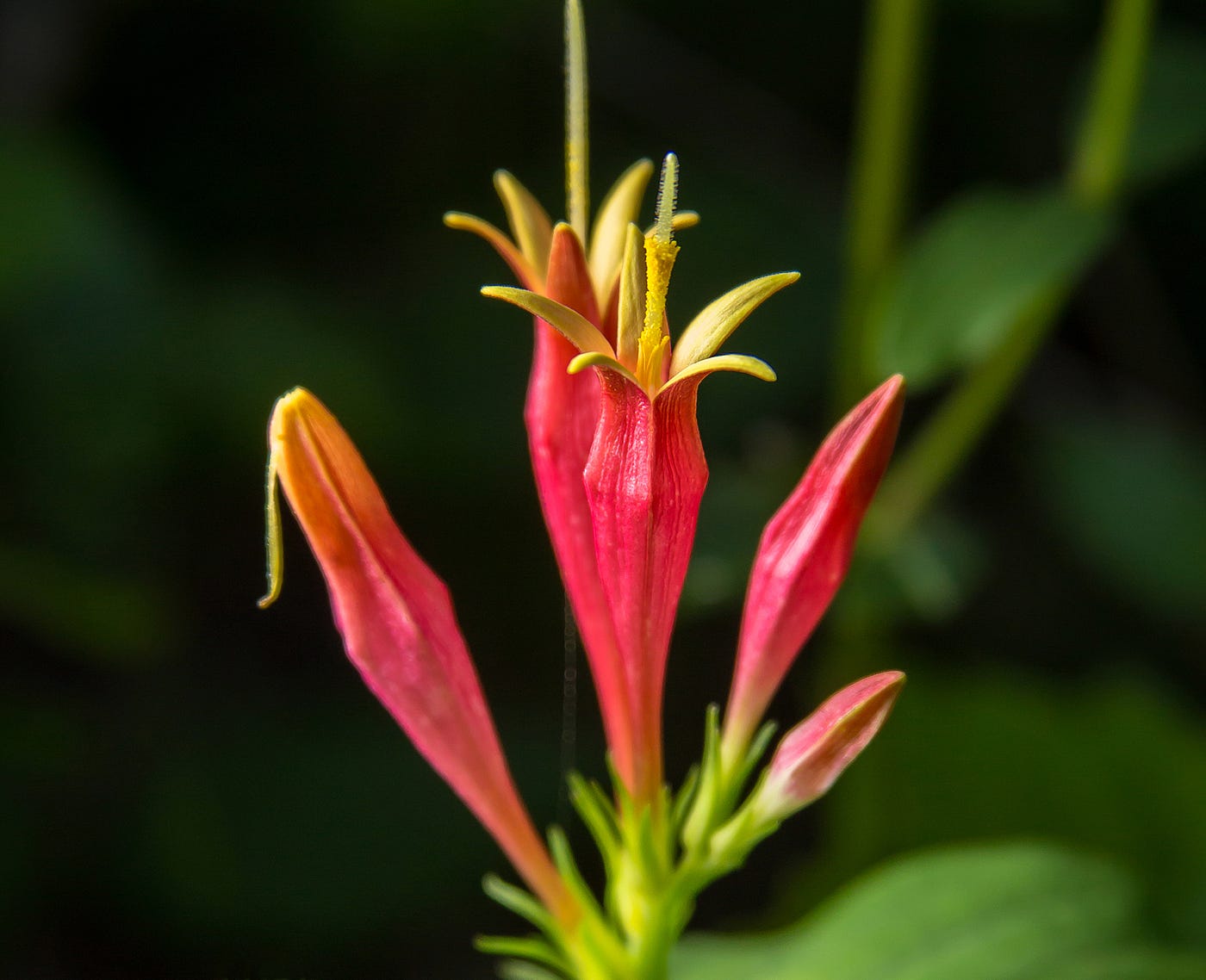 25 of the Most Beautiful Wildflowers in Georgia - The Philipendium - Medium