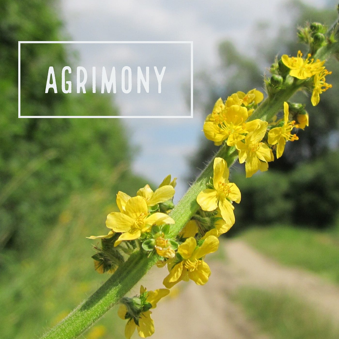 Agrimony — Flower Essence For People Who Are Hypersensitive To Conflict