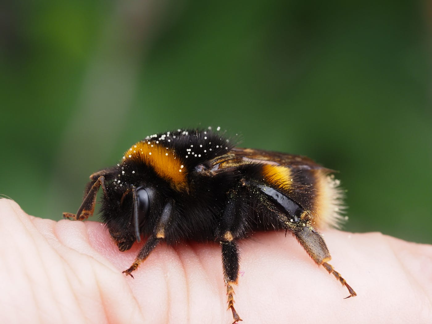 Queen Buff Tailed Bumble Bee. Up close and personal | by Janice Gill |  SNAPSHOTS | Medium