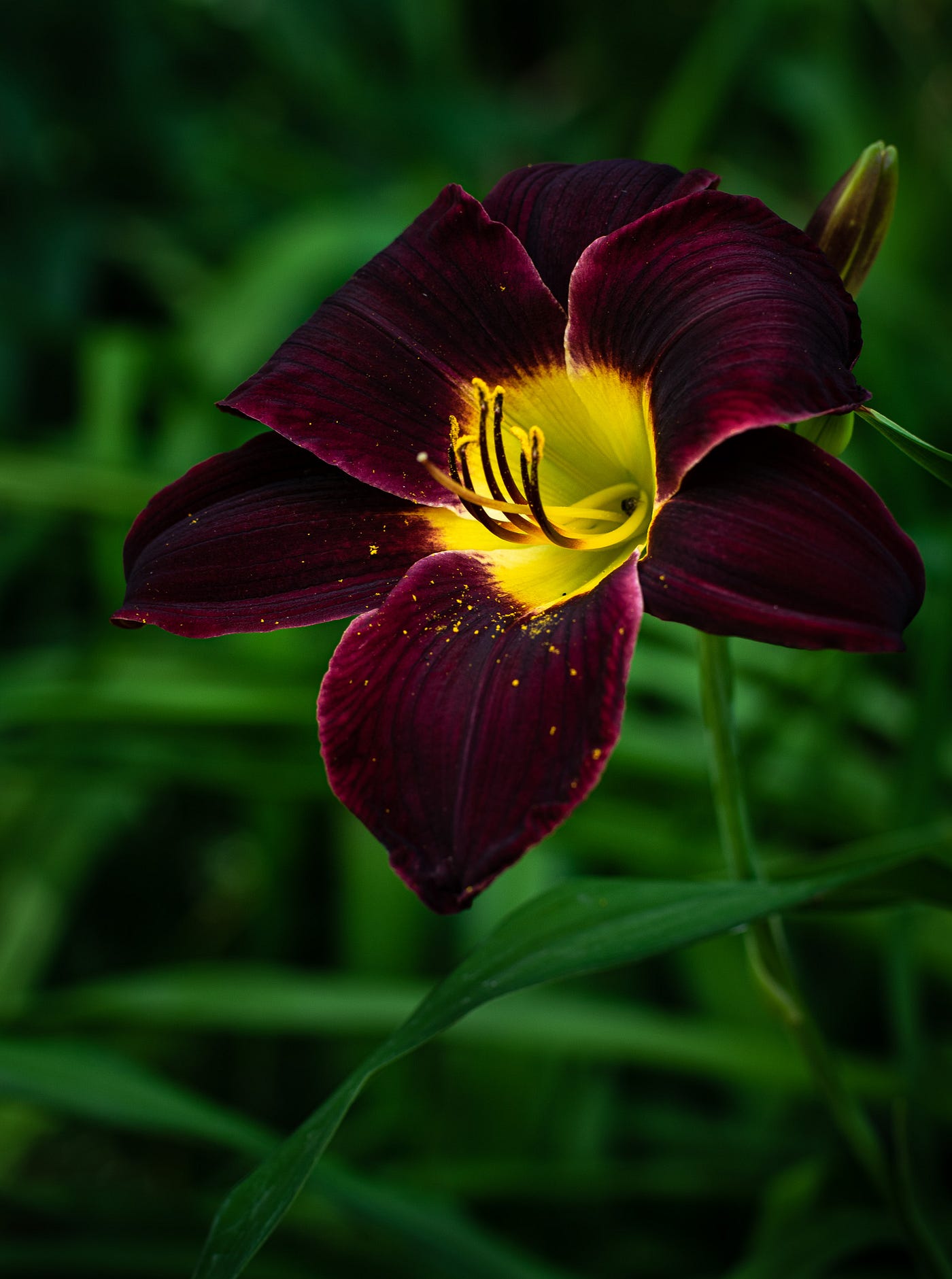 Our Daylilies Through the Lens of a Pro Photographer | by Louise