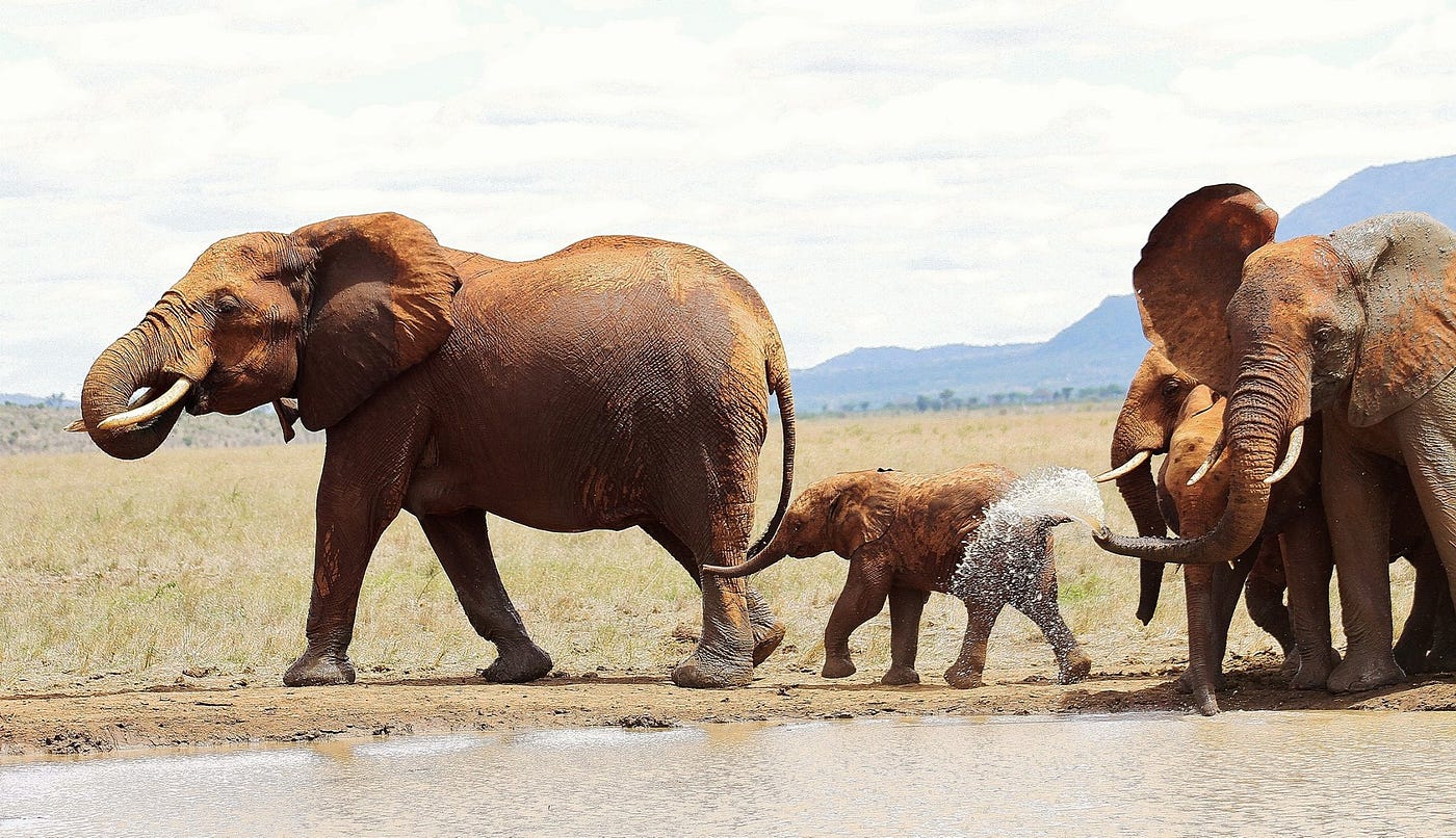 Red Elephants of Tsavo. Photo courtesy Facebook page of Kenya Wildlife Service.