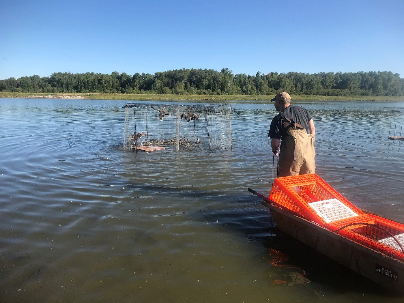 person towing orange raft approaches bird trap in water full of birds