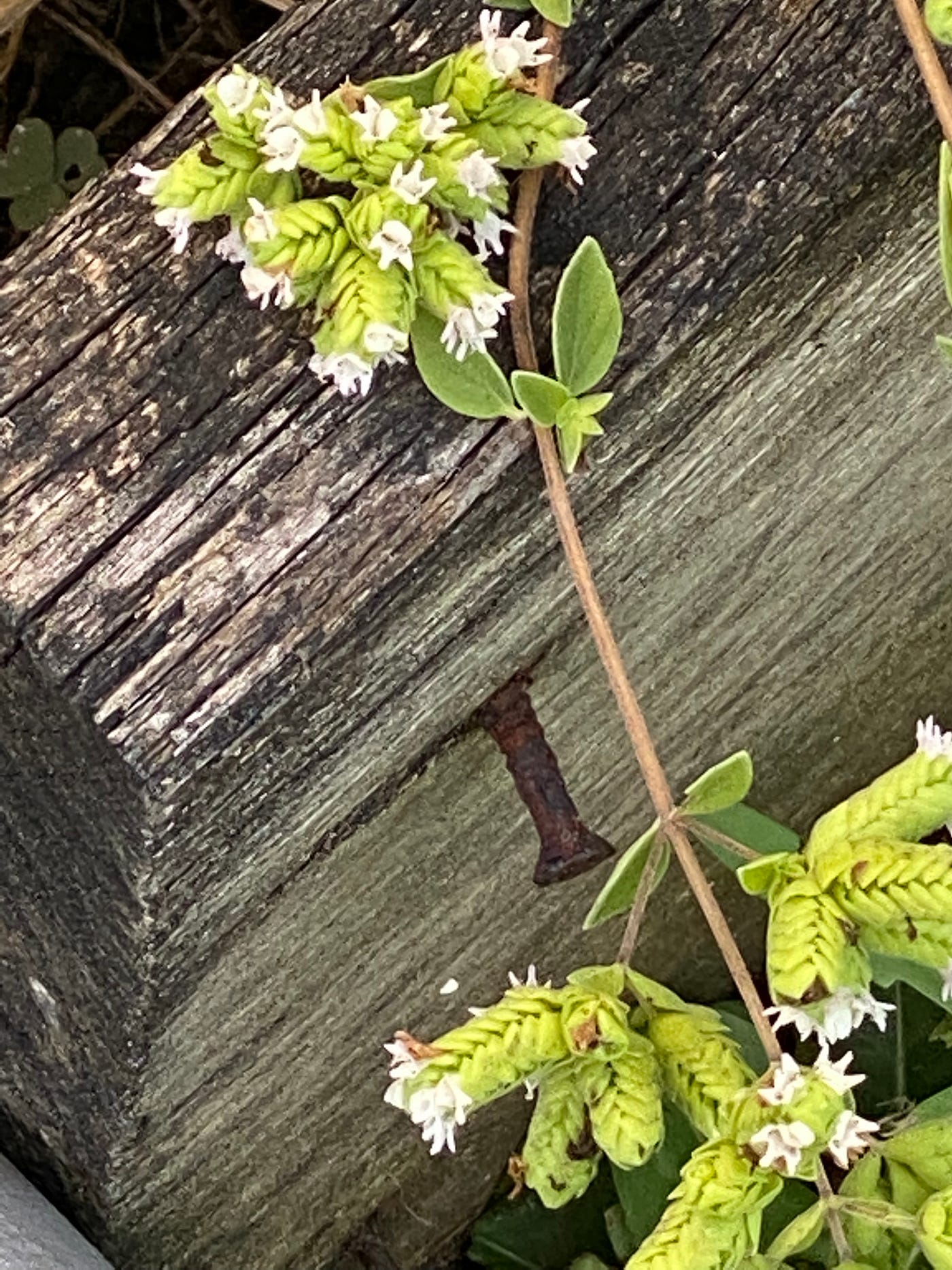 Oregano blooms.