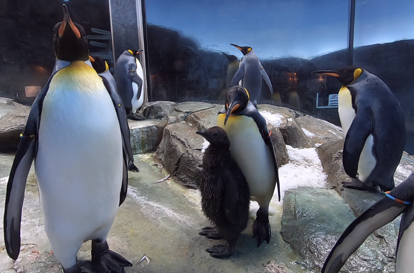 Gay Penguin Power Couples Around The World | by Christopher Kelly | Medium