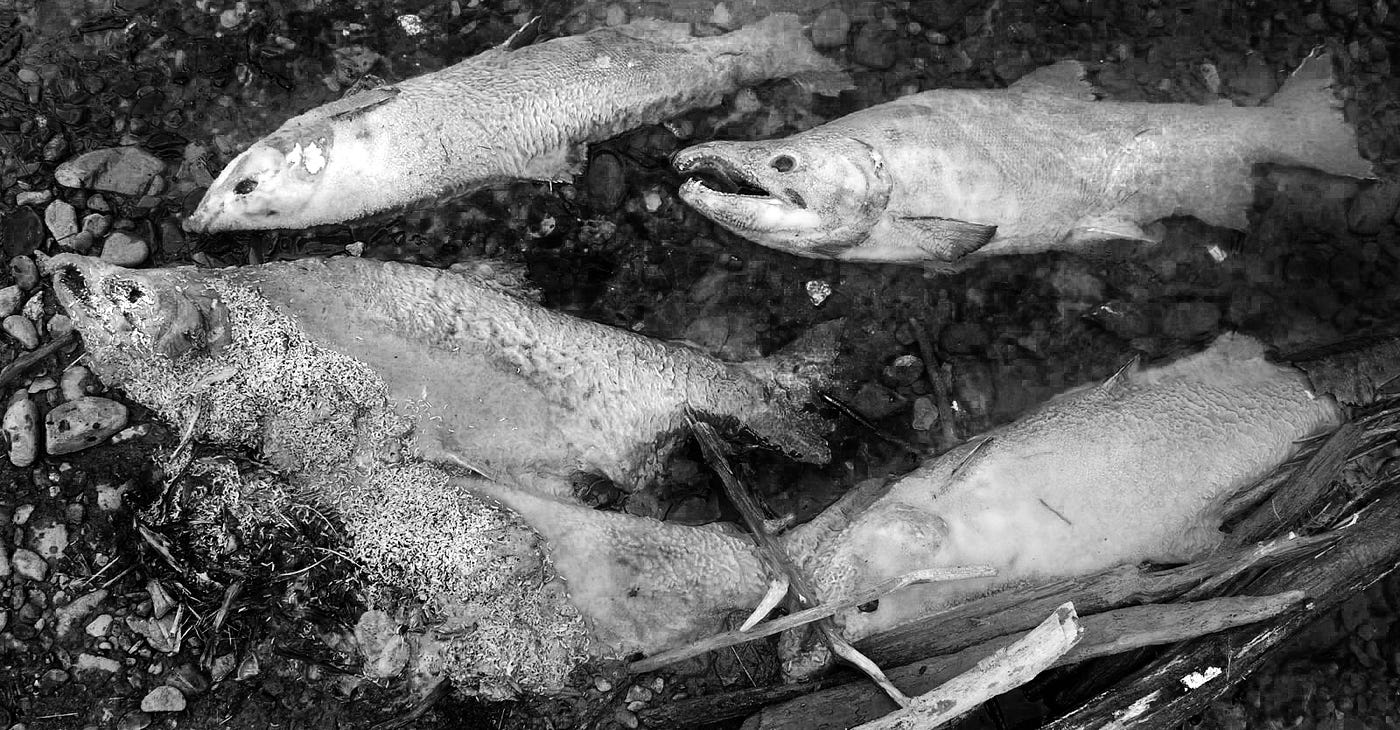 decaying salmon covered in maggots