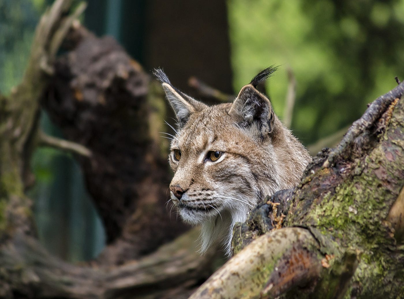 The Cat with Superior Hunting Skills than a Xolf | Creatures
