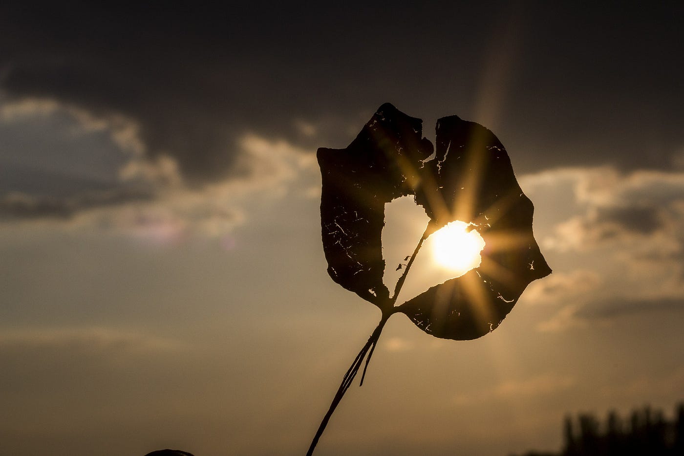 leaf with heart shaped hole with sun pouring out from it