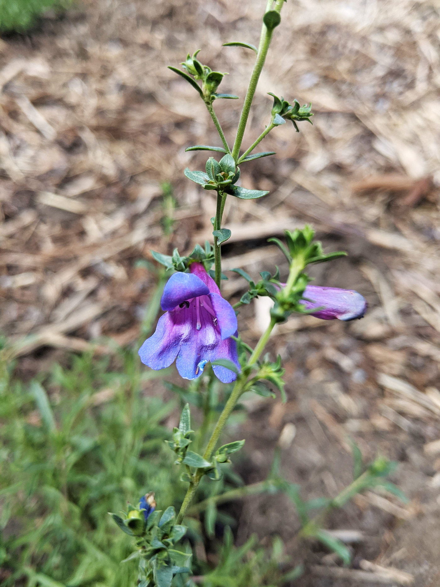 Margarita BOP Foothill Penstemon (Penstemon heterophyllus), one of the newest members of the garden, features purple-blue flowers.