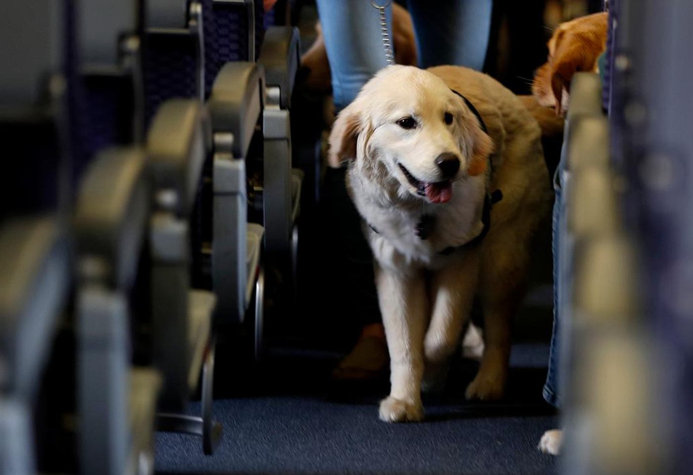with CarePod to improve pet travel 