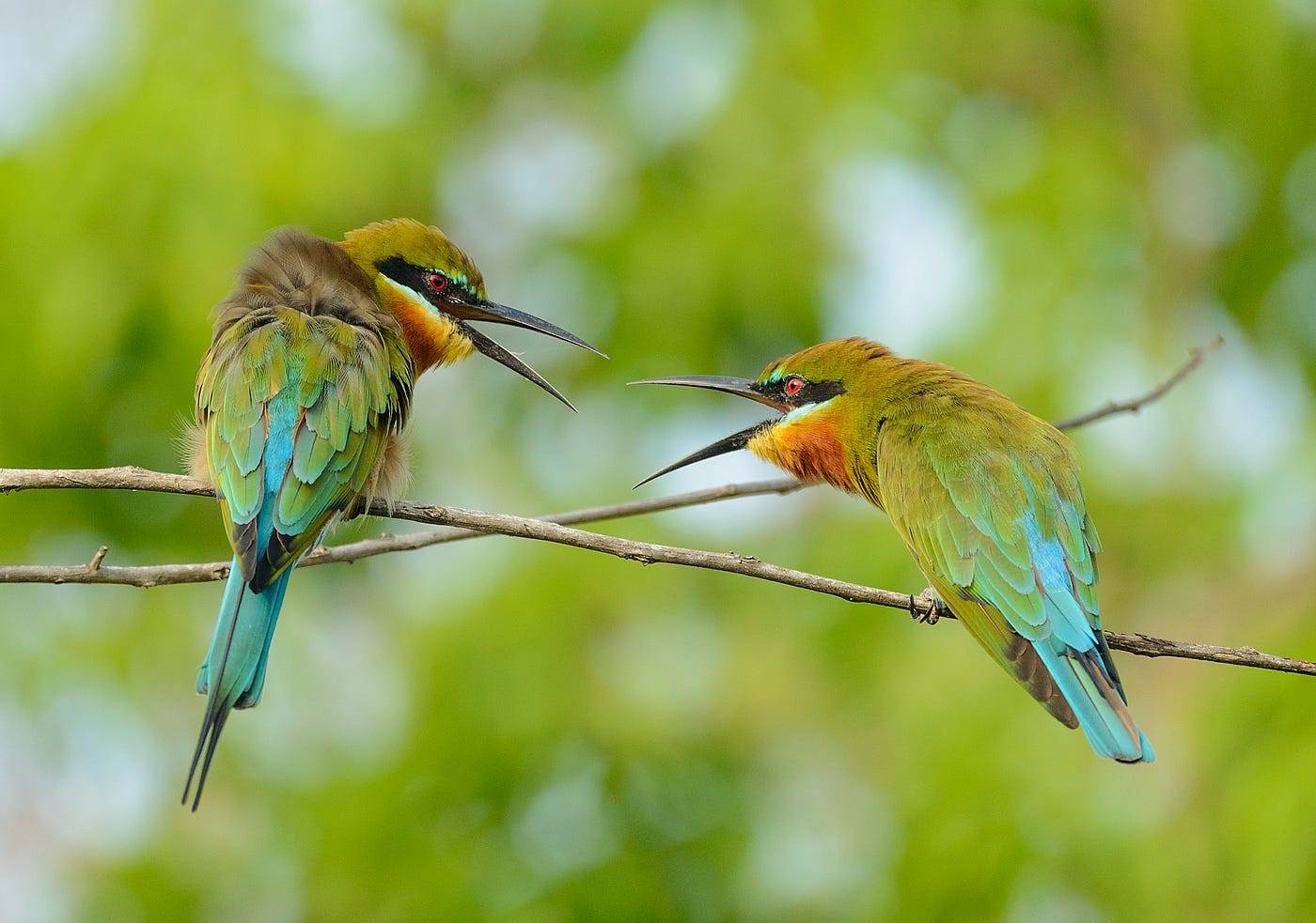 Nature Photography Challenge 3/7. Here's my day #3 entry for the Nature… |  by Ferdy Christant | Ferdy Christant
