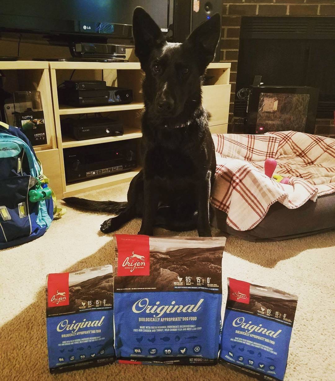 Navigating the world of commercial dog food | by Nick | Medium