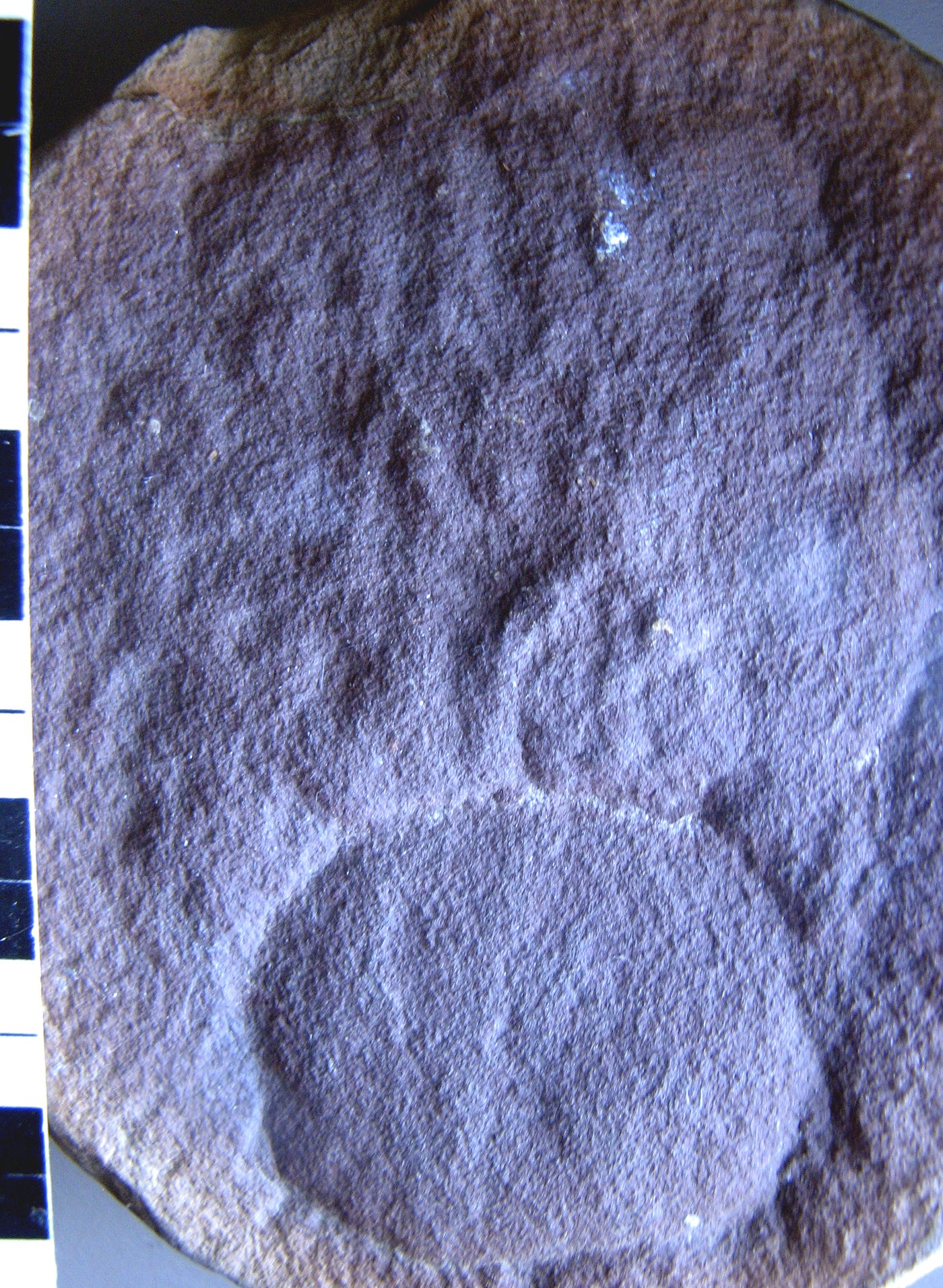 What are fossils worth?. $2.36 million dollars. That's how much… | by Roy  Plotnick | Medium