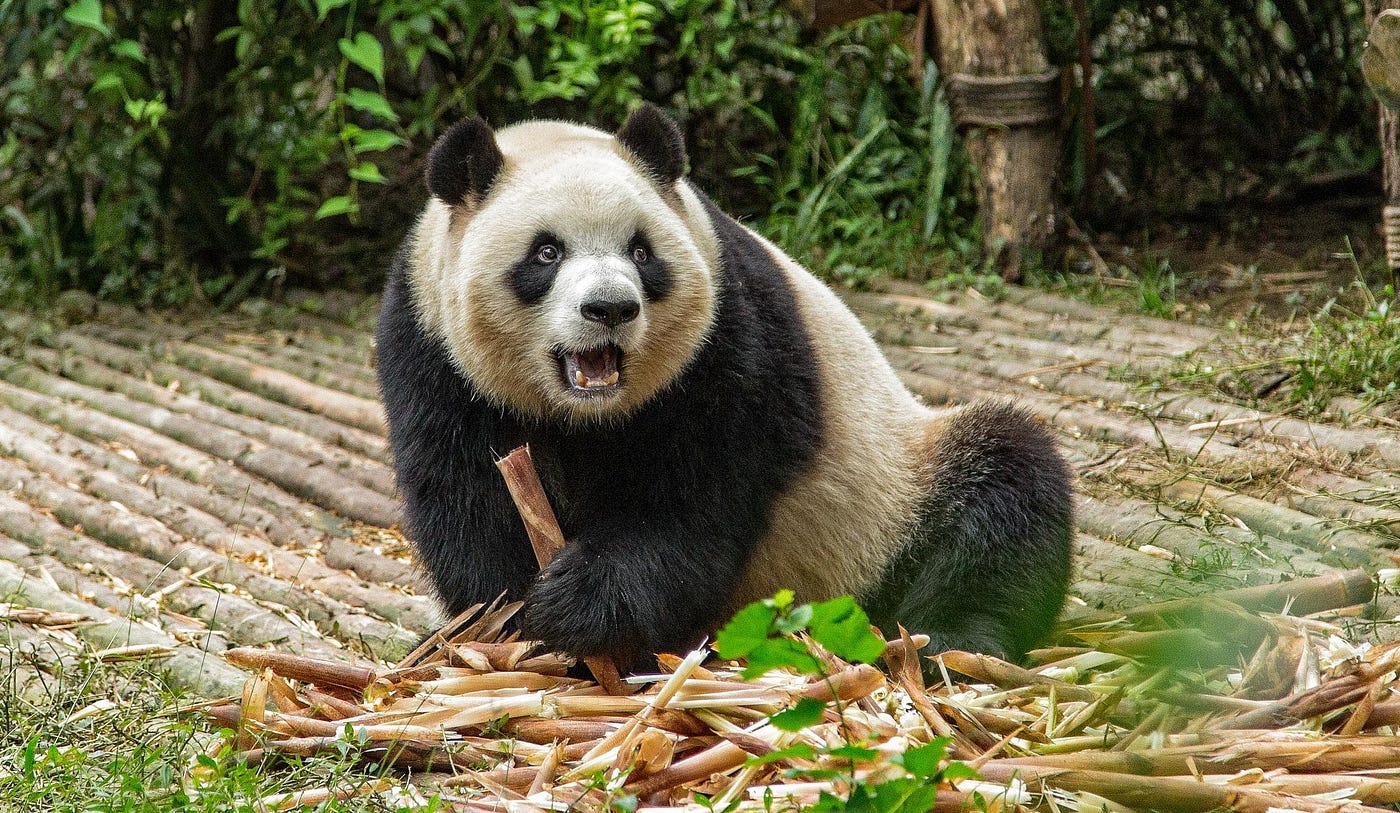 panda cloud for mac os x panda cloud for mac os x