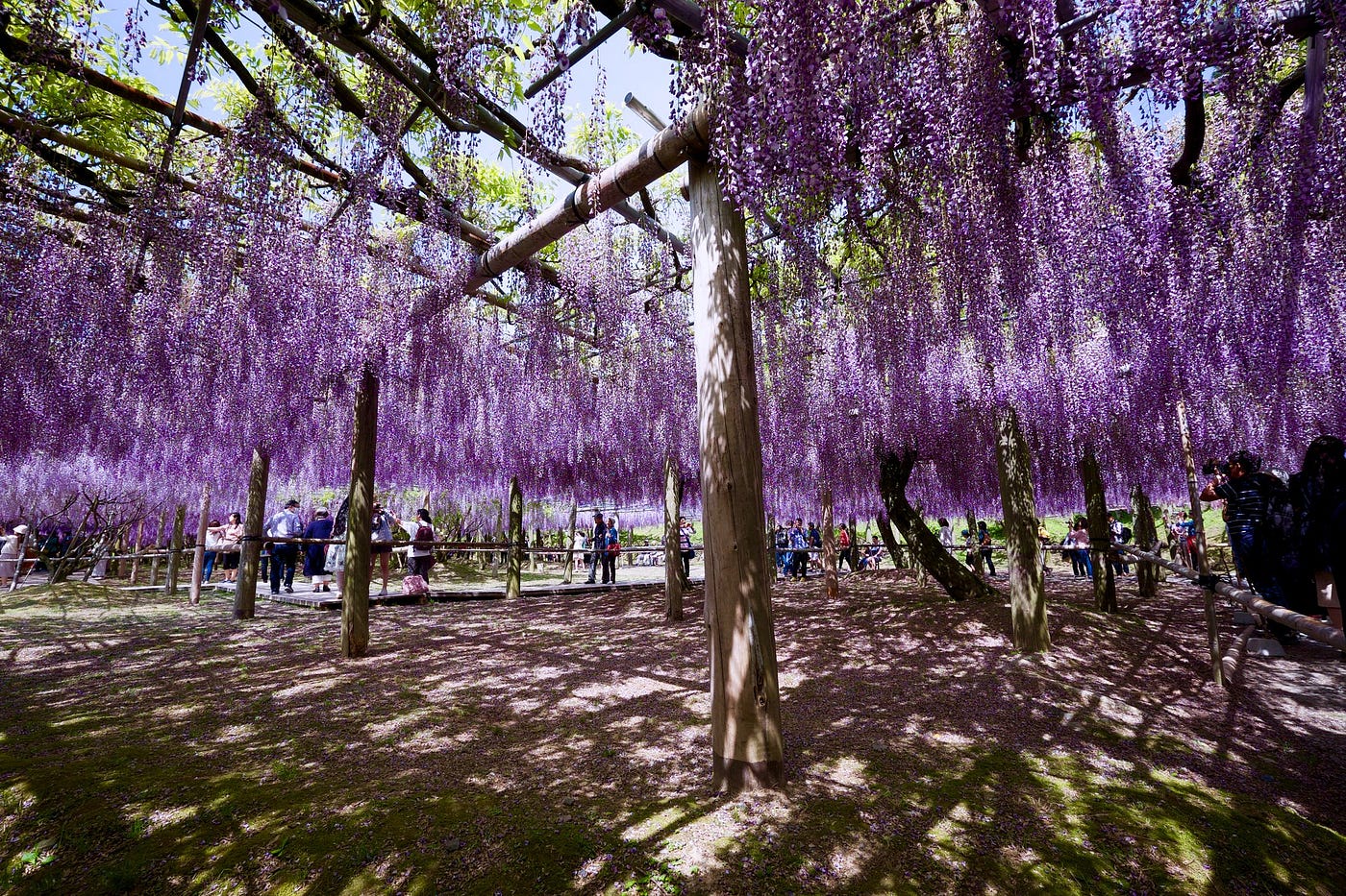 4 6 初夏搖曳的粉紫純白 源自古代貴族寵愛的紫藤花 日本的大自然真是非常忙碌 每個季節都要為大家準備色彩繽紛的佈景 即使沒有鐘 憑著 By 是日太郎