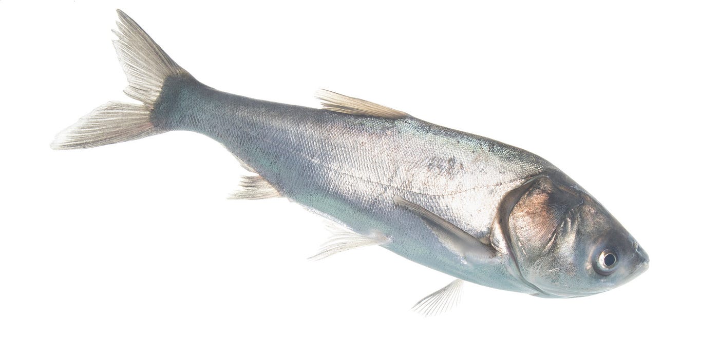 Silver carp with white background