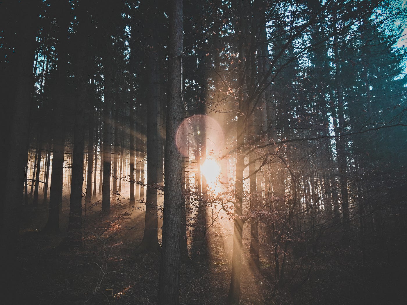 5 examples of how people use Unsplash collections | by Annie Spratt ...