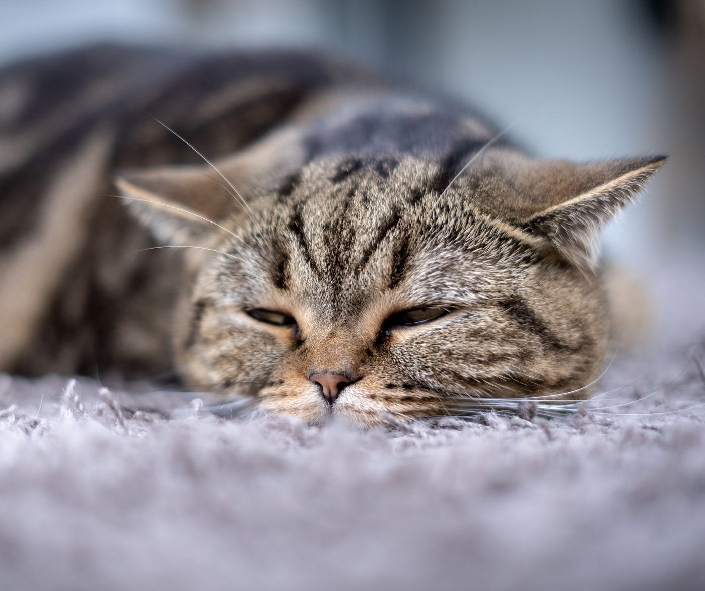 How Can I Tell if My Cat is Sick? by Shelley Wenger Mar, 2022 Medium