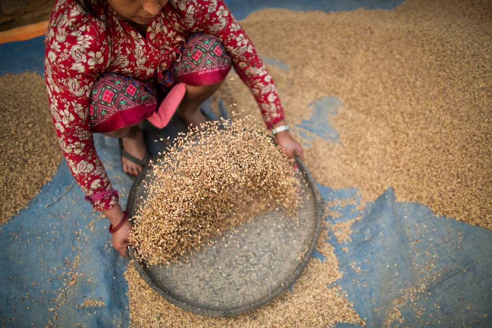 Parvati Poudel dries rice outside of her home in the Bhakarjung area of Nepal.