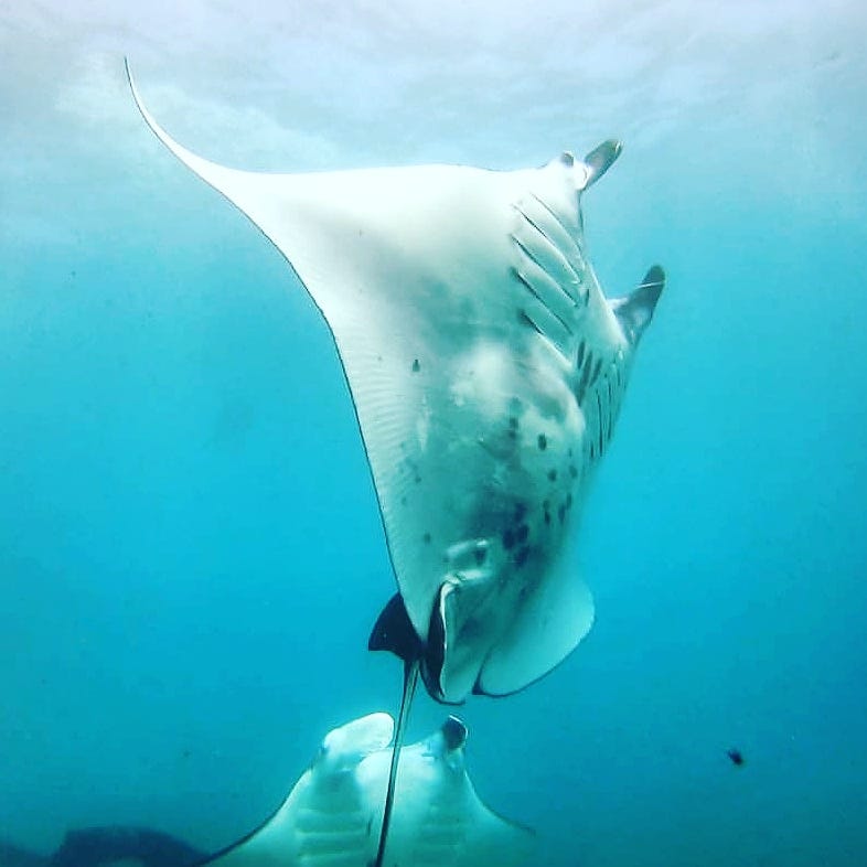 Why Do Manta Rays Jump?. With Danny Black by DB Black Medium