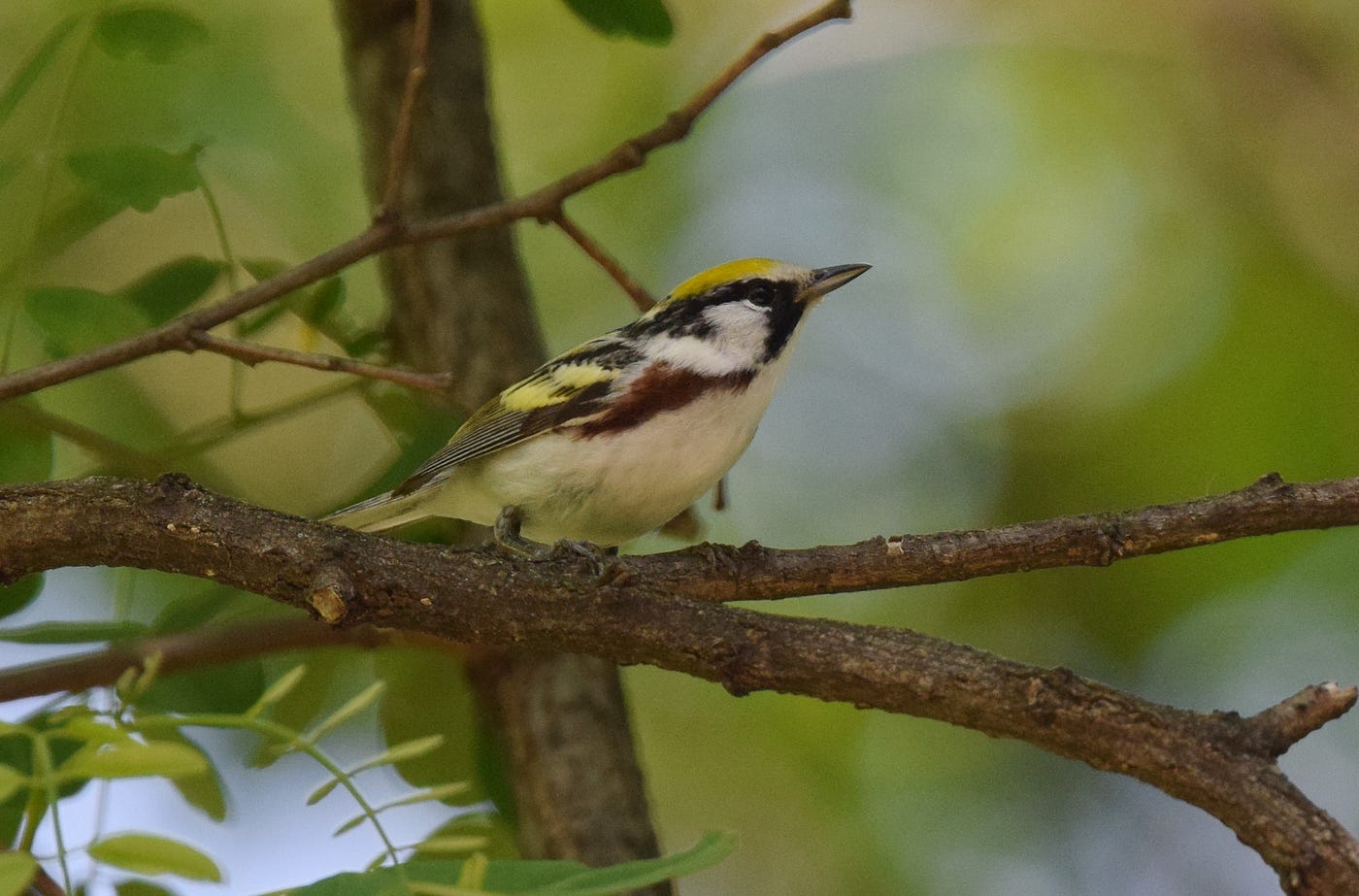 Yellow and brown bird in a tree branch