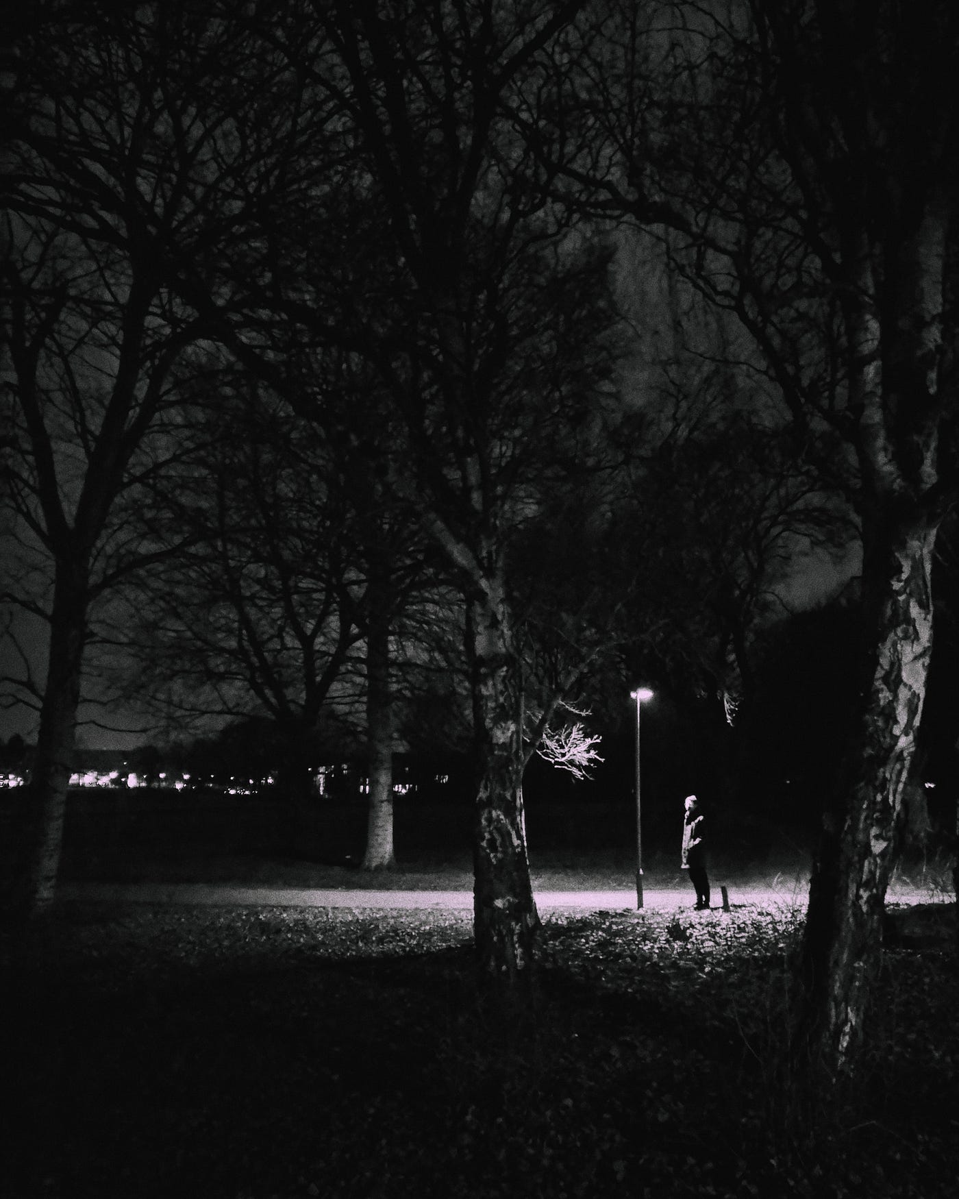 The Punk Band Trees David Novak Medium