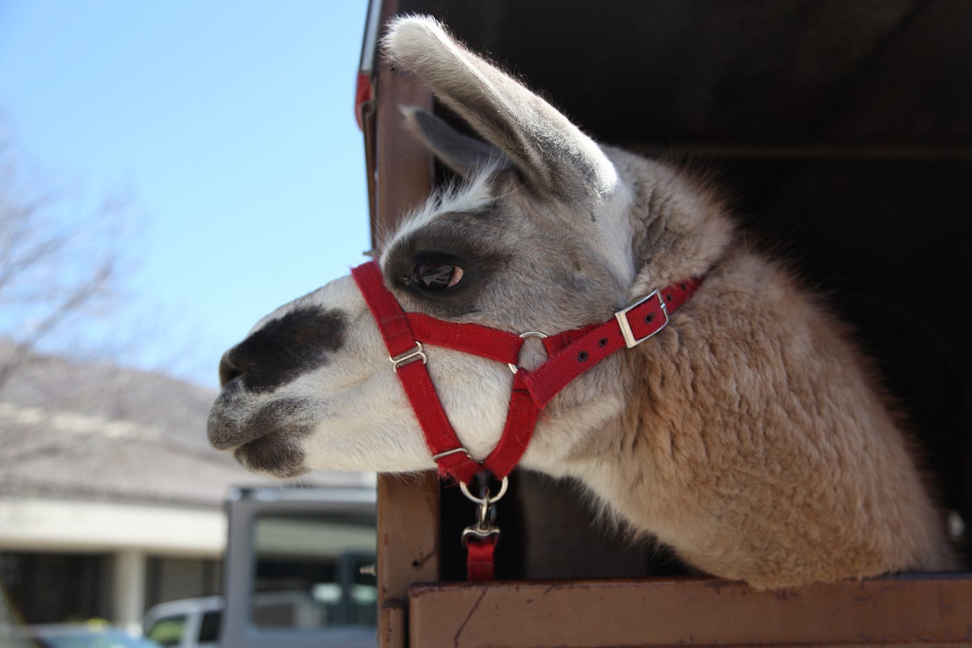 llamas