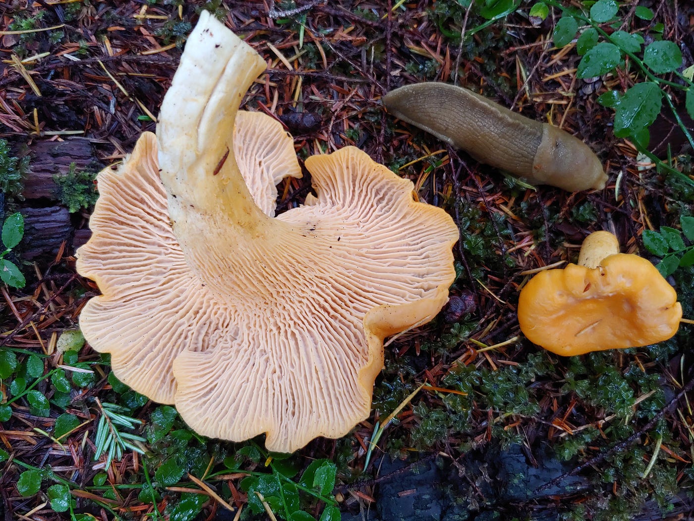 A pair of chanterelles on the forest floor with a slug nearby