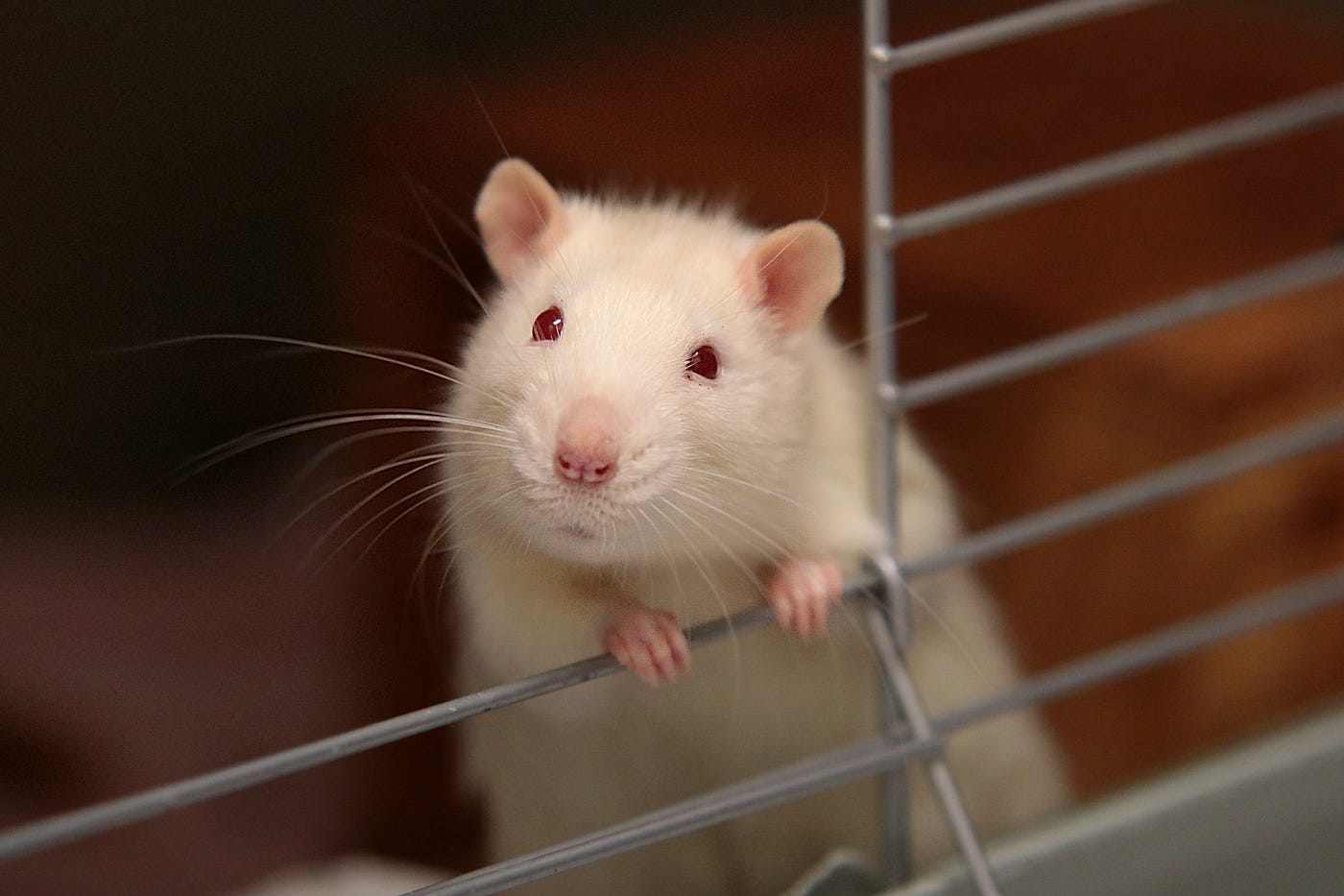 When I was in 7th grade, we had a pet rat in science class. The rat