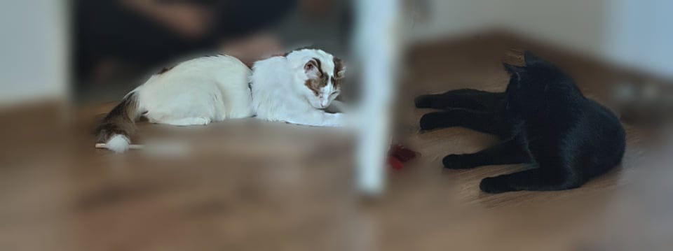 A white cat and a brown cat lying on a wood floor.