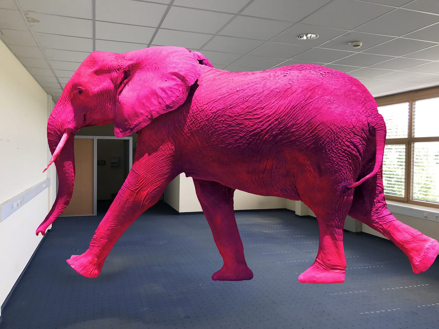 Il grosso, enorme elefante rosa nella stanza | by Fulvio Romanin | Medium