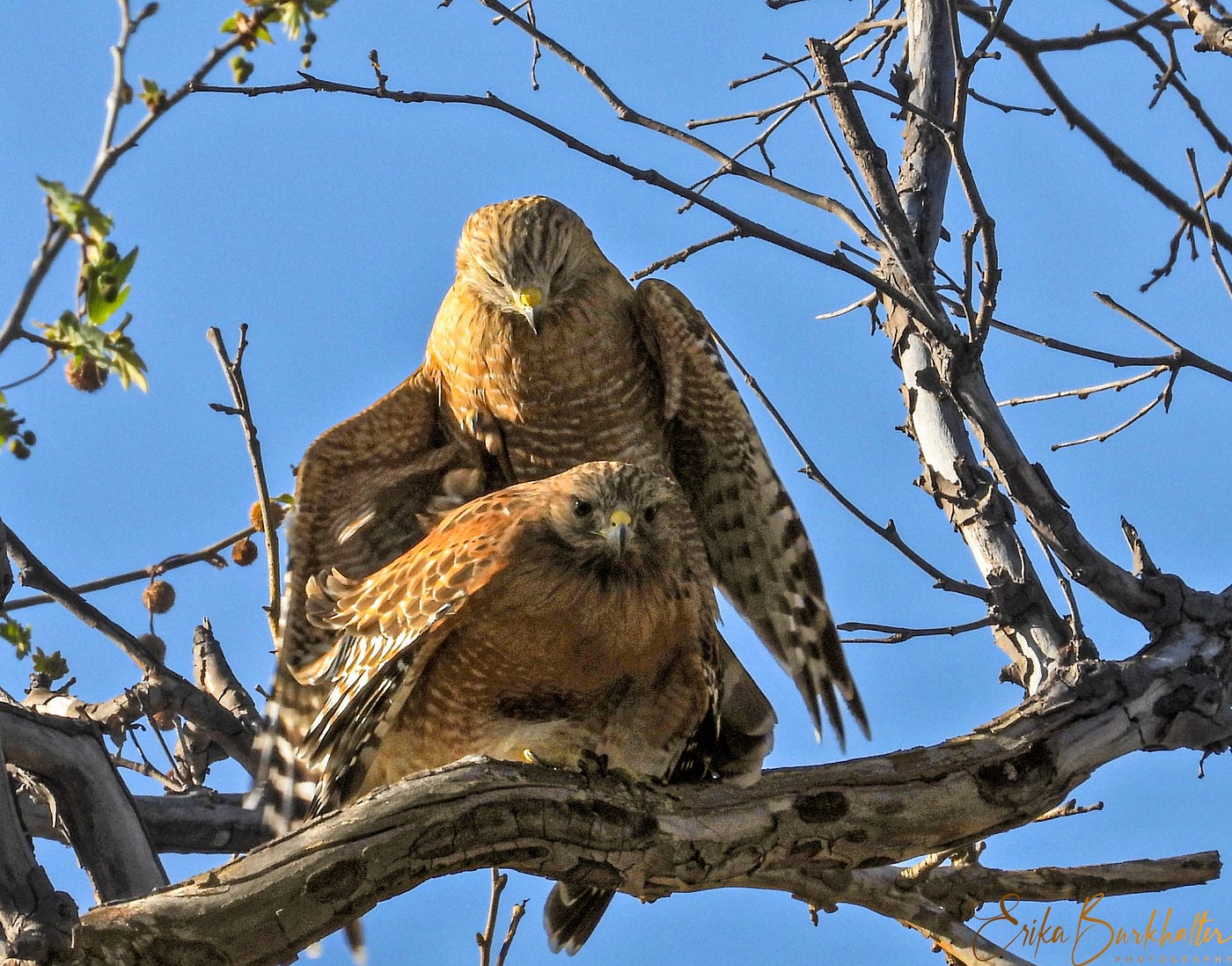 RedShouldered Hawks Mating. An Intimate Moment Captured in Photos by