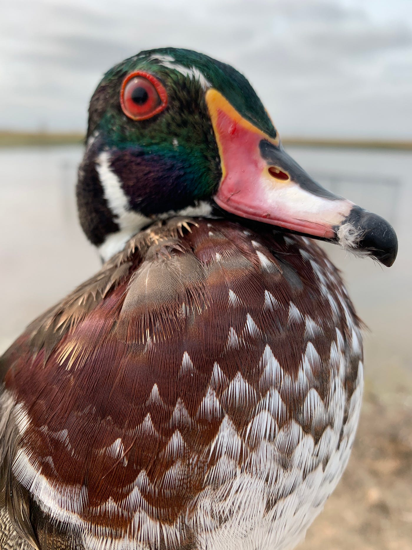 Closeup of a male wood duck