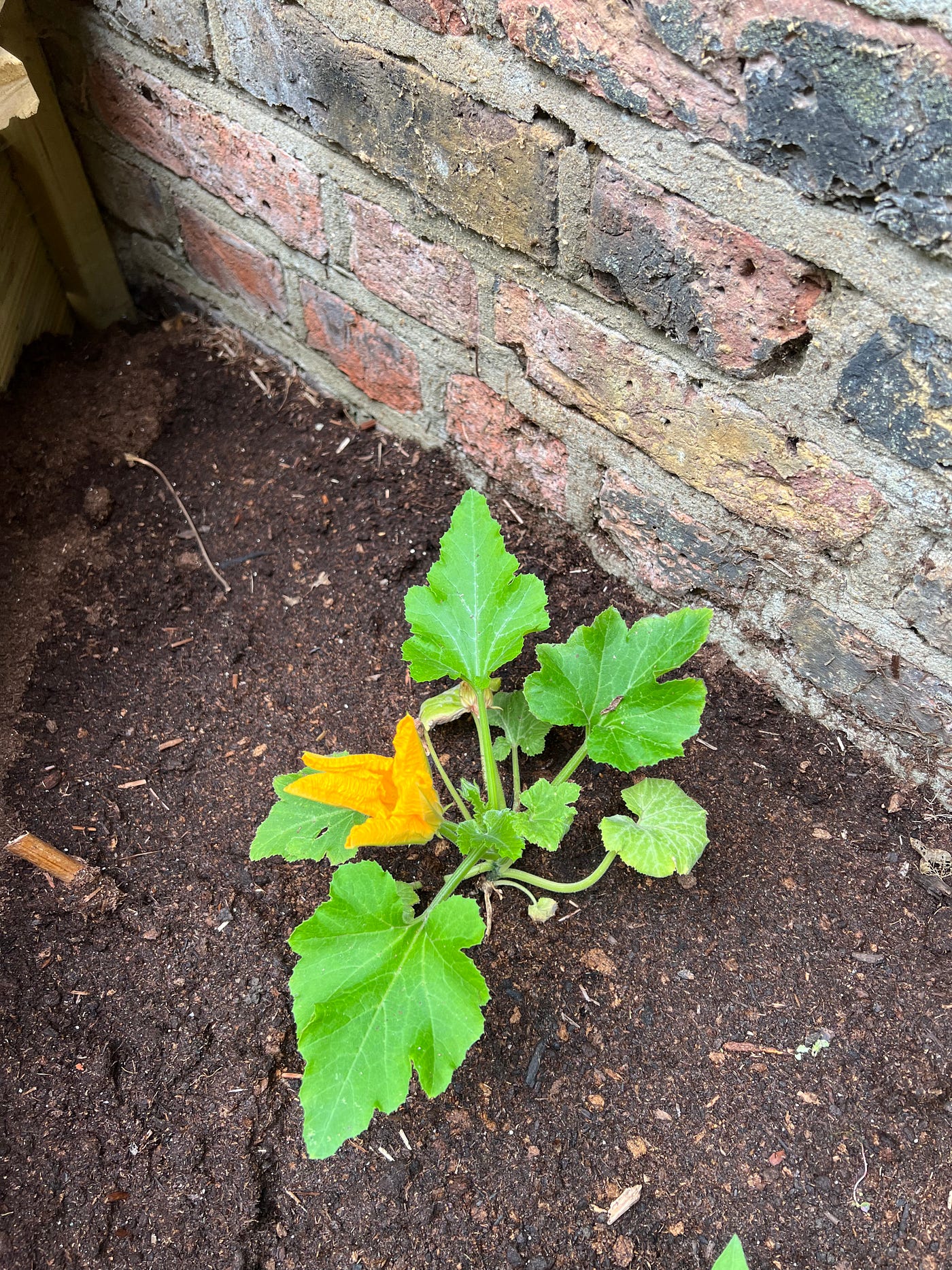 a picture of my new courgette plant which I’m protecting from snails . . .