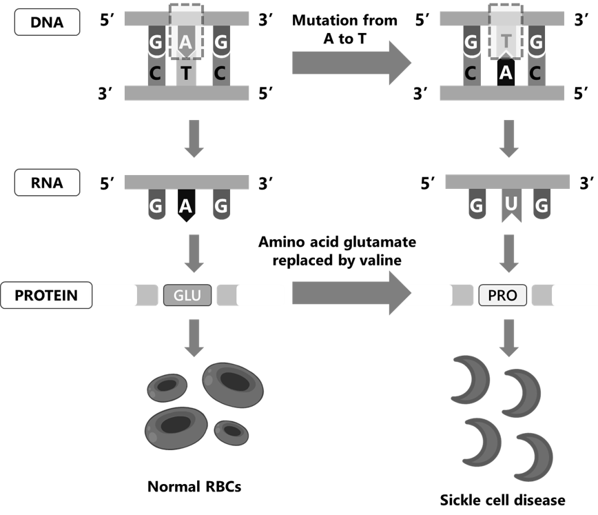Introduction to gene editing (Part 14- CRISPR in gene editing and ...
