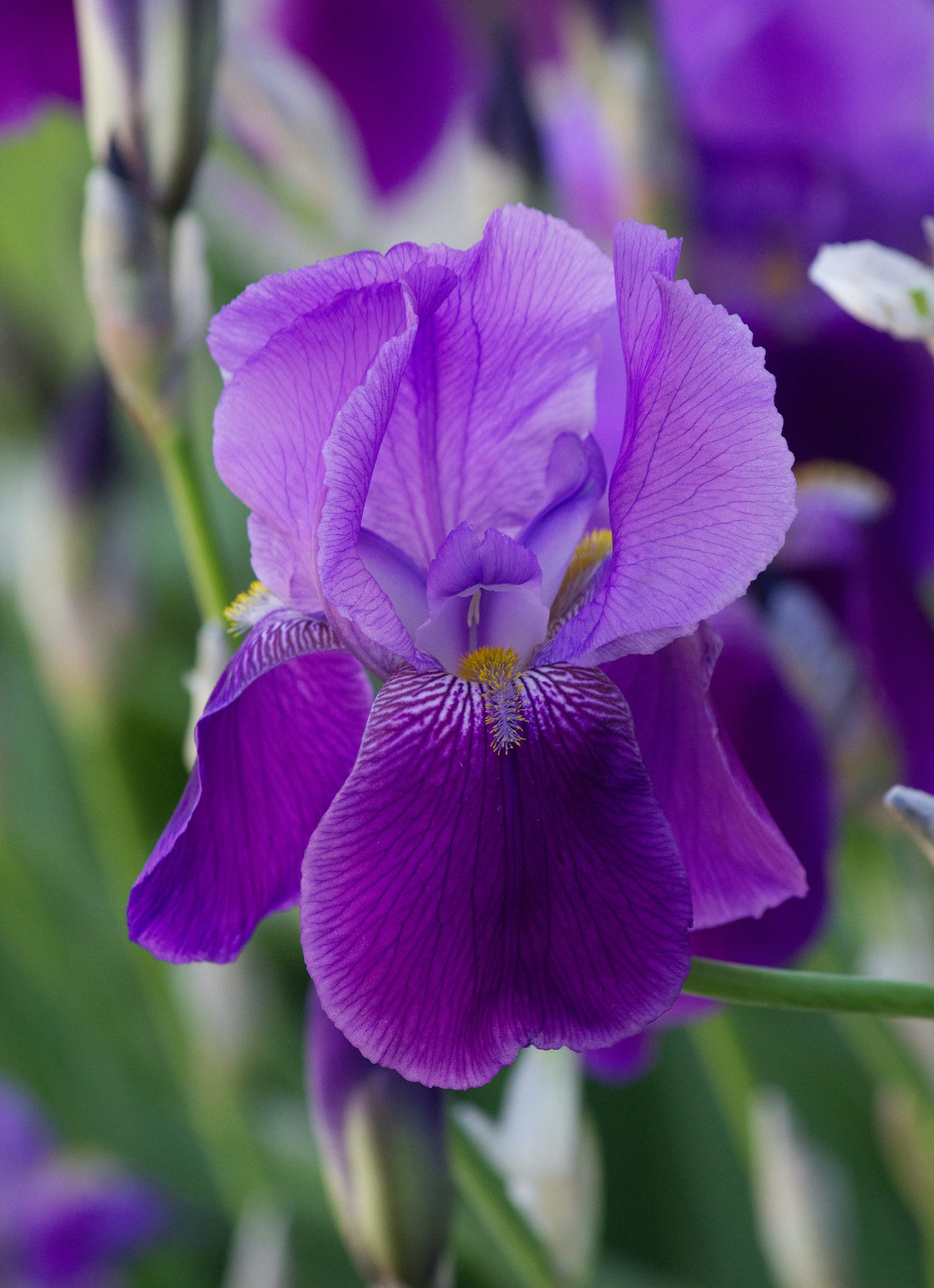 Iris.
