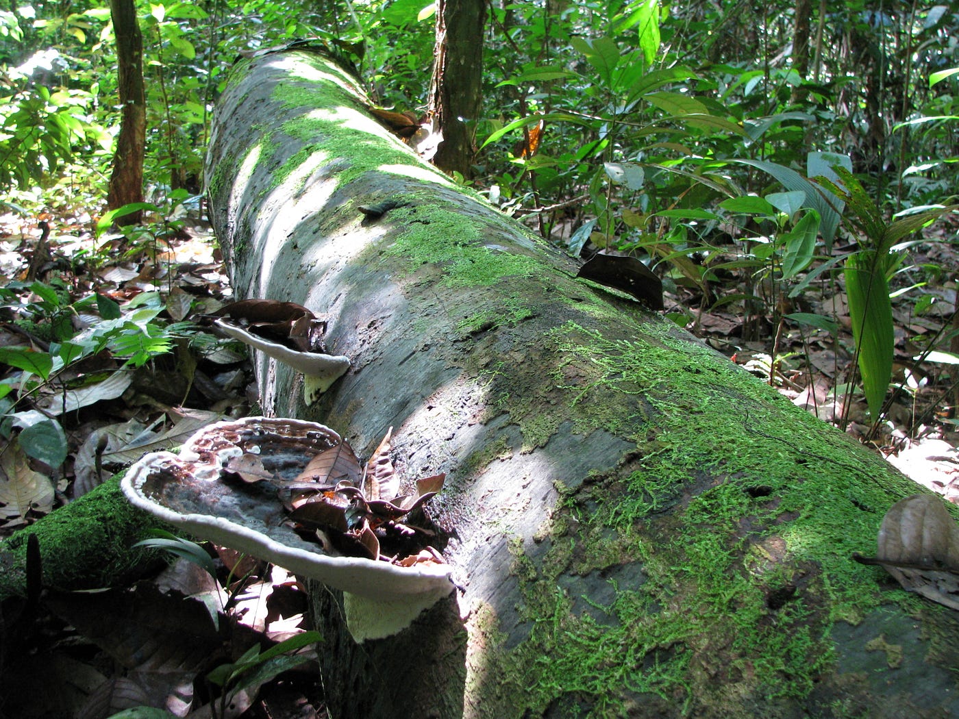 A fallen tree trunk. There is fungus growing on the edges, and moss on the surface.