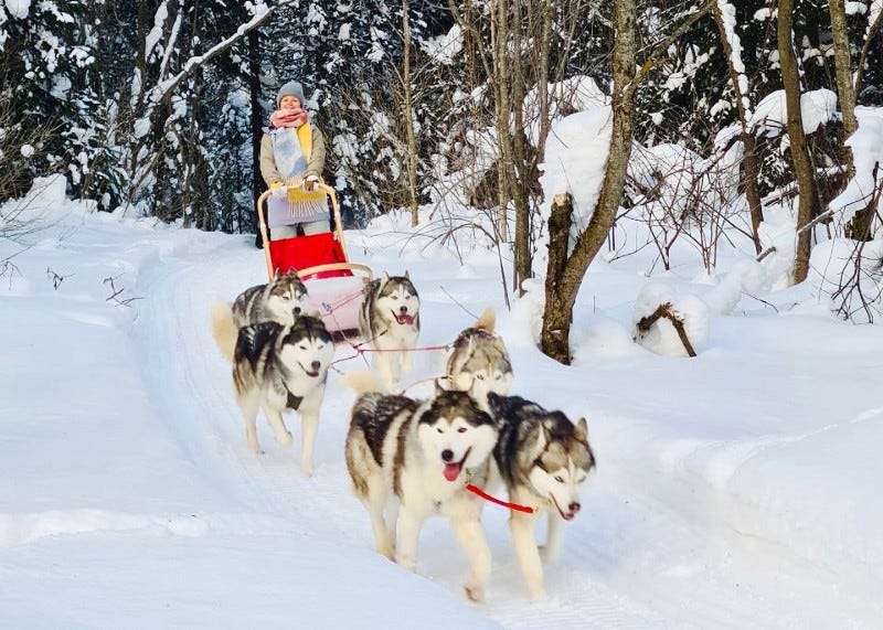 Husky sled riding in Siberia