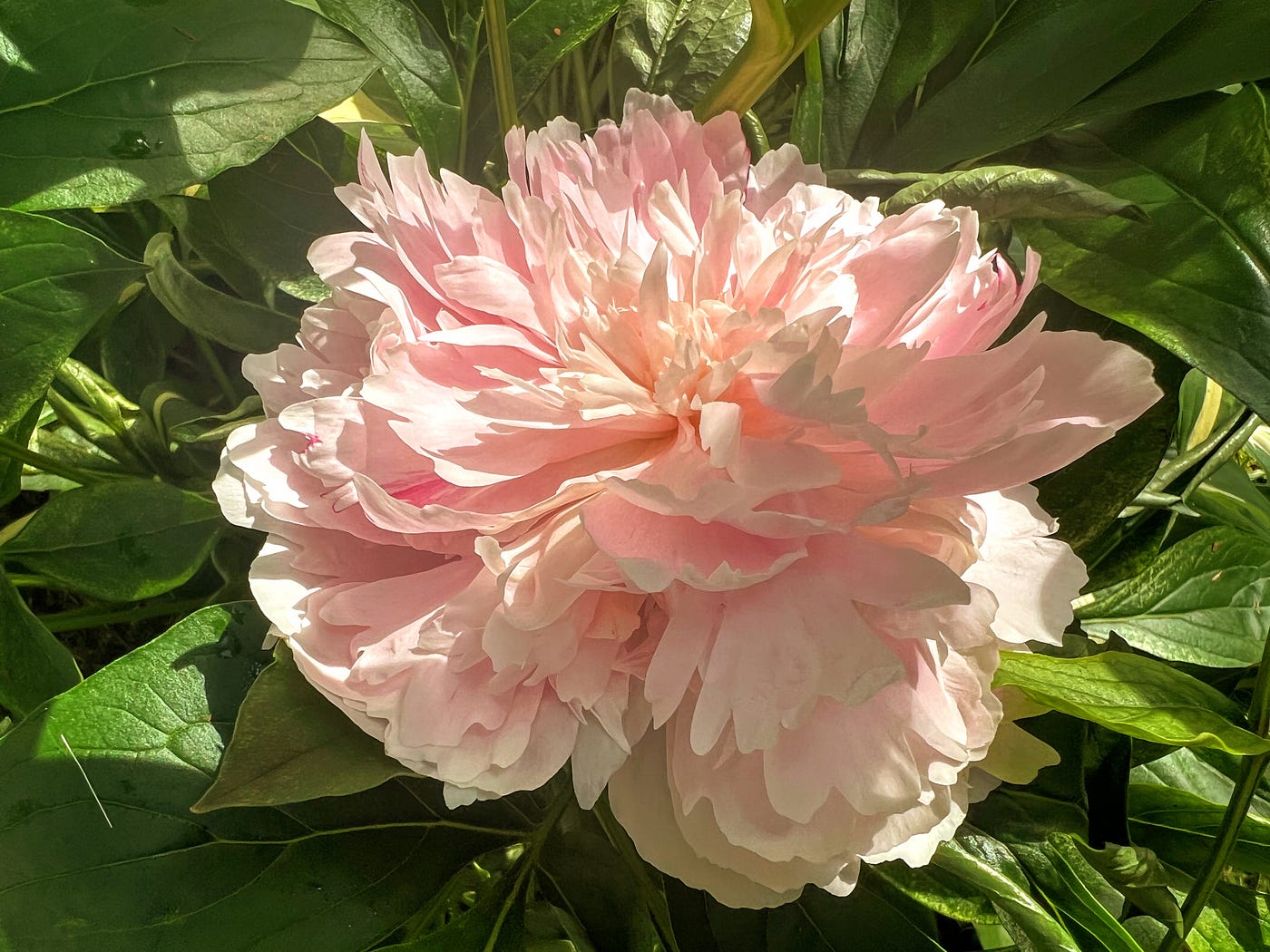 A gardener’s passion as seen in a peony bloom.