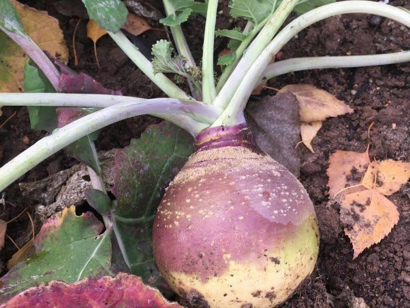 What to Do With a Turnip or Rutabaga by Julie Moreno Easy Seasonal