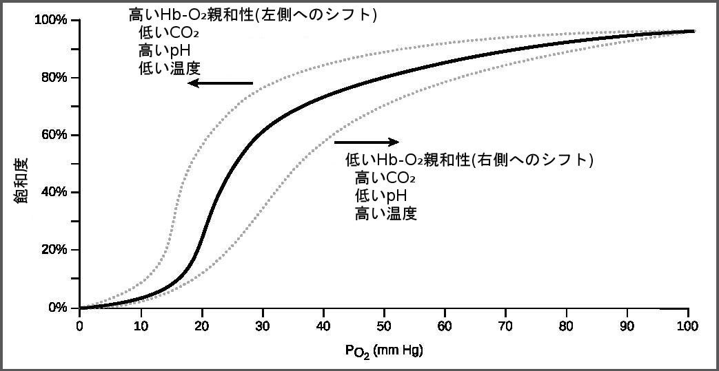 生物学 第2版 第39章 呼吸器系 Japanese Translation Of Biology 2e By Better Late Than Never Medium