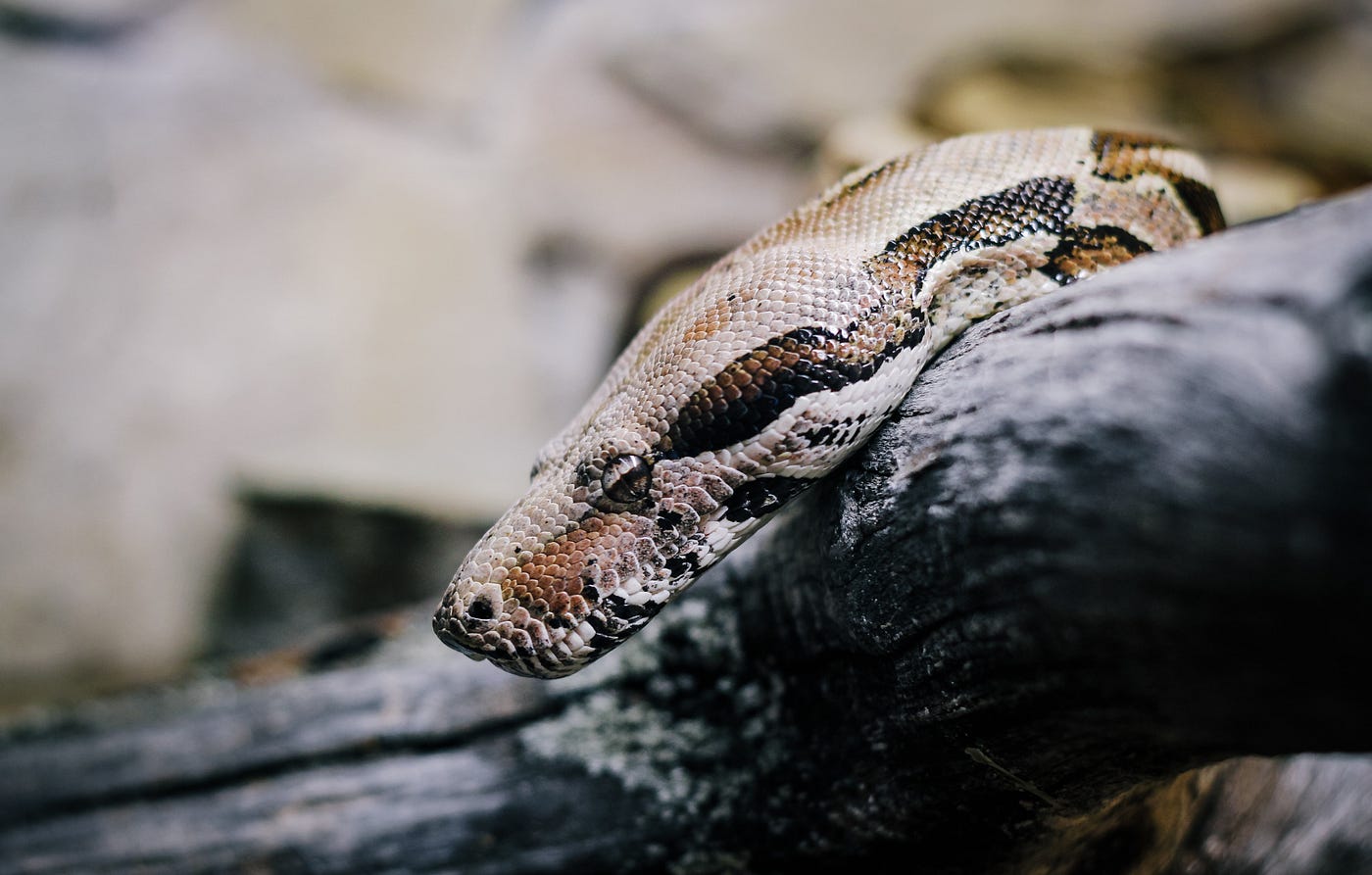 Using Conda environments for Python, all you need to know | by Armand  Sauzay | Dev Genius