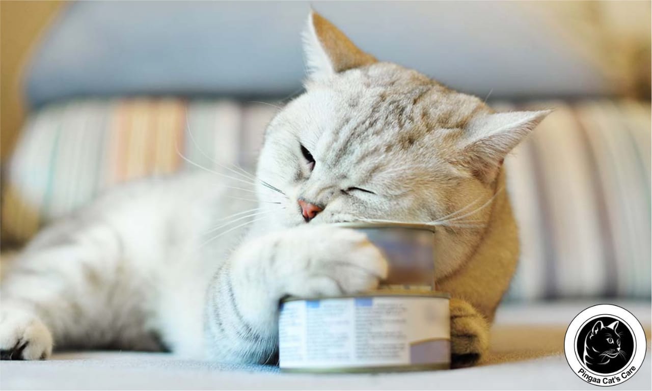 How Long Can Cat's Go Without Food & Water? | by Pingaa cat's care | Medium How Long Can Cat's Go Without Food & Water? | by Pingaa cat's care | Medium