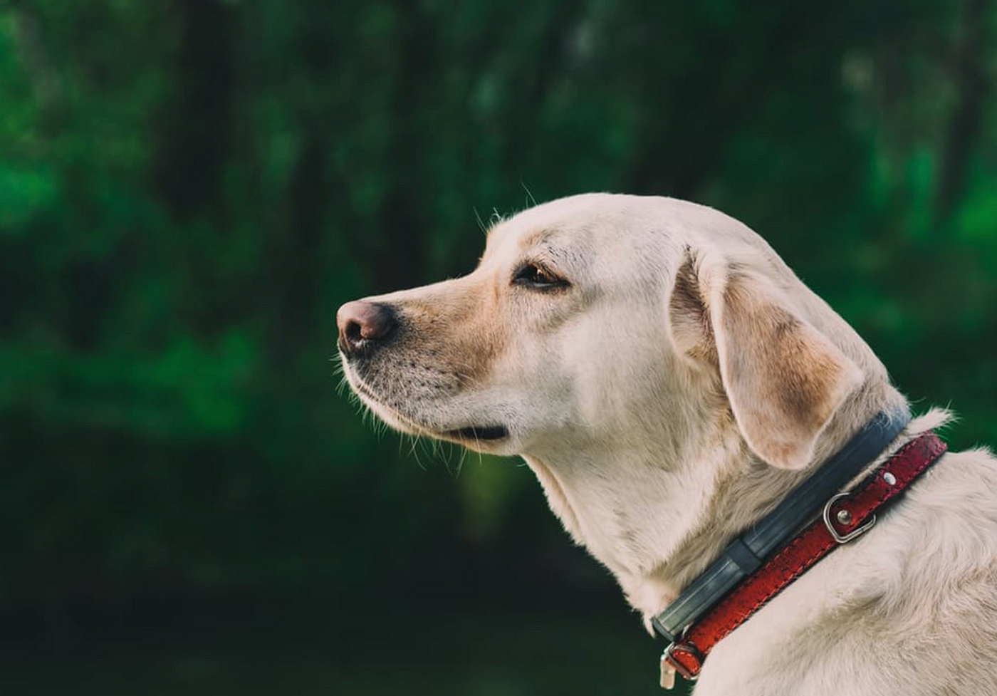 Sabes cuál es tu perro ideal según tu signo del zodiaco? | by DogCrowd |  Medium