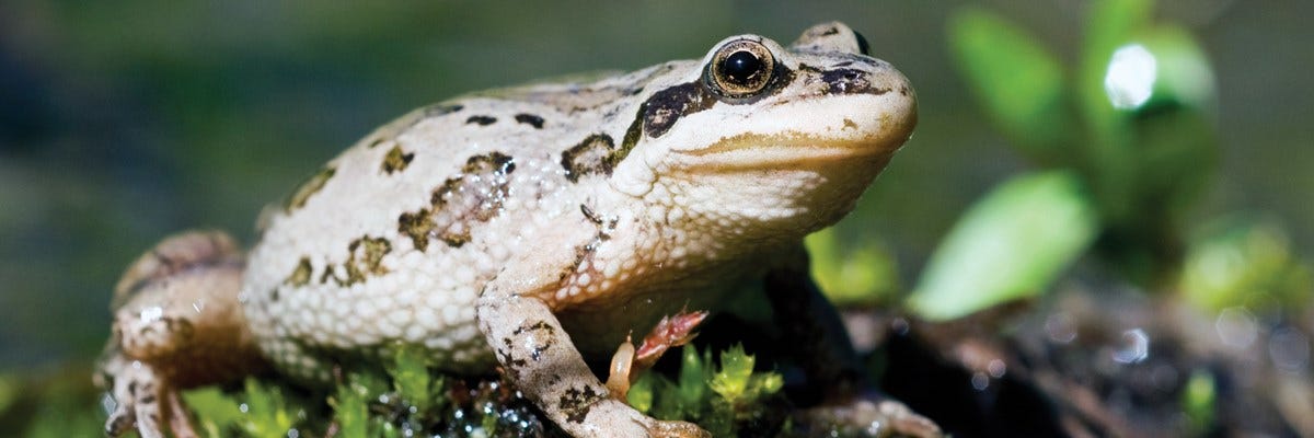 closeup of tan frog with black and green lines and spots